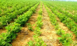 花生地除草剂使用方法 怎样在花生地喷洒除草剂