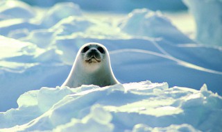 关于海狮的资料 海狮的介绍