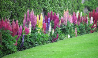 鲁冰花地栽注意事项 鲁冰花地栽有什么需要注意的