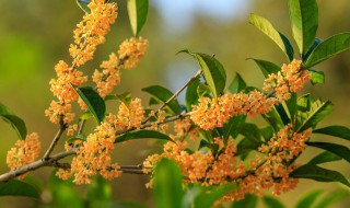 桂花树不死不活怎么办 桂花树不死不活地方解决办法