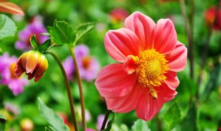 小丽花是一年生还是多年生 小丽花介绍