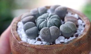 新手怎么养生石花 养生石花的方法