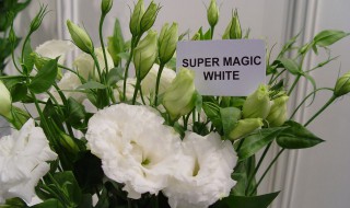 送洋桔梗代表什么意思 洋桔梗花语