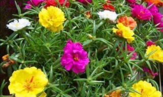 网上买的太阳花苗怎么种 网上买的太阳花苗种植方法