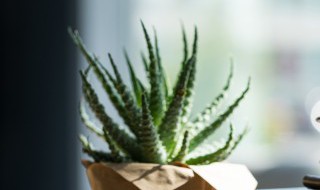 没根的芦荟能直接栽吗 没根的芦荟能不能直接栽