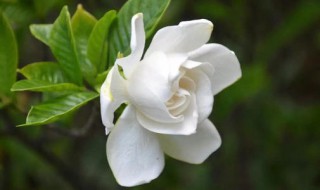 为什么送人不能送栀子花 不能送栀子花的原因