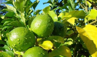 柠檬树的寓意 柠檬树有什么寓意呢
