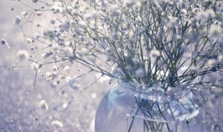 满天星放几天会枯萎 满天星放几天就会枯萎