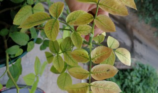 月季黄叶干枯是什么原因 月季黄叶干枯原因介绍