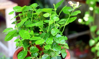 盆栽茉莉花施什么肥料 盆栽茉莉花施肥料的方法