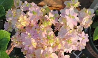 绣球枝条细又软怎么办 绣球枝条细又软处理方法