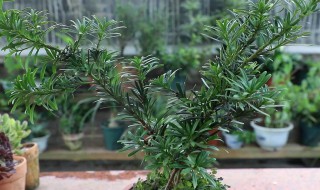 罗汉松开花后需要怎么处理 罗汉松开花后处理方法