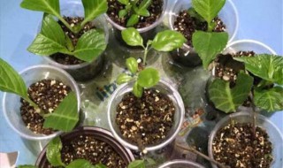 绣球花可以扦插繁殖吗 绣球花可不可以扦插繁殖