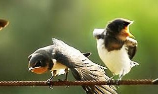 梦见小燕子是什么意思 梦见小燕子是什么寓意