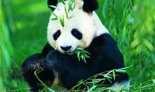 大熊猫的形态特征是什么 关于大熊猫的形态特征介绍