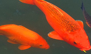 梦见红鲤鱼什么意思 梦见红鲤鱼什么寓意