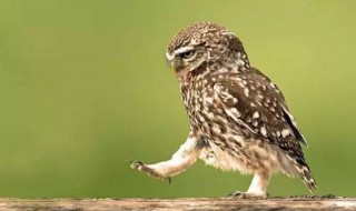 猫头鹰是猫科类动物吗 猫头鹰属于猫科类动物吗