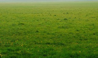 梦见拔草什么意思 梦见拔草的意思