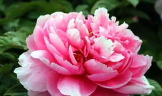 牡丹花种子怎么育苗 牡丹花种子育苗方法