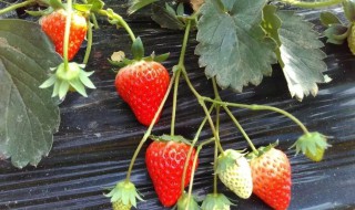 草莓结果后怎么管理 草莓结果后管理方法