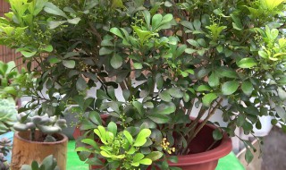 新买的米兰花怎么养 怎么养米兰花