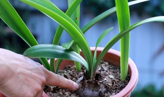 朱顶红缩球怎样处理 朱顶红缩球处理方法