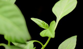 植物叶出现焦叶的原因 植物叶出现焦叶是什么原因