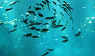 孕妇梦见好多鱼是什么意思 孕妇梦见好多鱼预兆