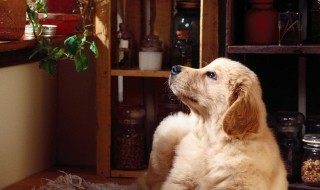 梦见狗叫是什么意思 梦见狗叫的意思介绍