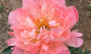 落日珊瑚芍药花语是什么 有关落日珊瑚芍药花语介绍