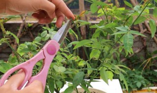 月季花开败后如何修剪 月季花开败后修剪方法