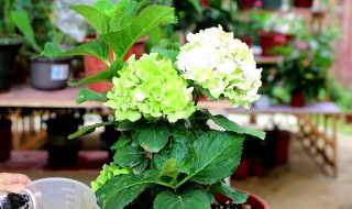 绣球花养护注意事项 绣球花养护注意事项分享