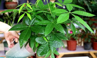 长期放室内的发财树怎样养护 怎样养护发财树