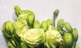 绿色洋桔梗的花语是什么 绿色洋桔梗的花语介绍