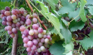 葡萄树结果后怎么修剪 葡萄树结果后修剪方法