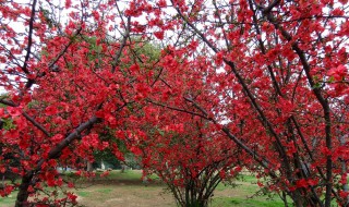 海棠树的栽培与养护 海棠树的栽培与养护方法分享