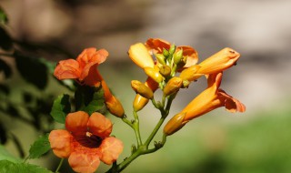 凌霄花到处窜根怎么办 凌霄花到处窜根处理方法