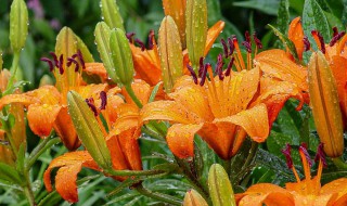 橙色百合花的寓意及象征 橙色百合花的寓意及象征是什么