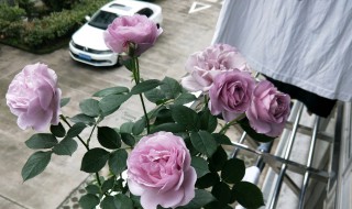 水养玫瑰花垂头了怎么补救 水养玫瑰花垂头了补救方法