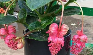 宝莲灯叶子焦边怎么办 宝莲灯叶子焦边处理方法