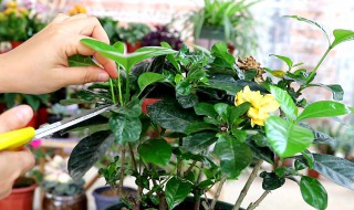 怎样养栀子花盆栽 养栀子花盆栽的方法