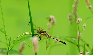 蜻蜓捉什么虫子 蜻蜓介绍