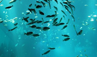 梦见自己卖鱼是什么意思 梦见自己卖鱼的寓意