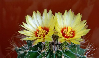 仙人掌开花后怎么处理 仙人掌开花处理方法