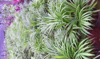 散尾葵开花了怎么处理 散尾葵开花了处理方法