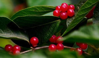 红豆花的寓意和象征 红豆花的寓意和象征是什么