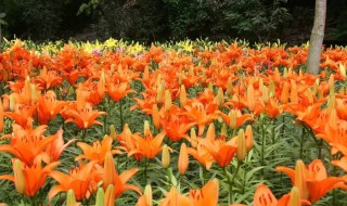 夏天百合花怎么养 怎么养百合花