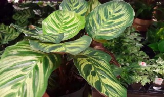 万年青的寓意和象征 万年青的寓意和象征介绍