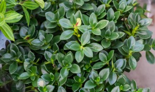 金鱼吊兰能晒太阳吗 能不能给金鱼吊兰晒太阳