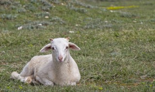 梦见羊丢了是什么意思 梦见羊丢了的解释